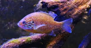 Image result for Lepomis gibbosus