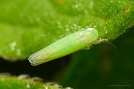 Attēlu rezultāti vaicājumam “Empoasca sp.”