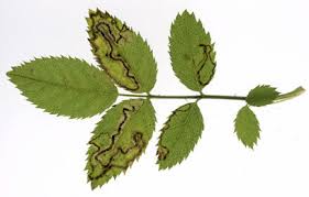 Attēlu rezultāti vaicājumam “Rosa subcanina leaf”