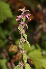 Attēlu rezultāti vaicājumam “Stachys sylvatica”