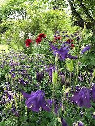 Image result for Aquilegia