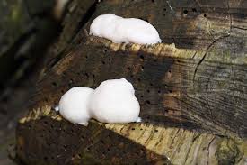 Attēlu rezultāti vaicājumam “Reticularia lycoperdon”