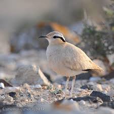 Image result for Cursorius cursor