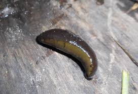 Attēlu rezultāti vaicājumam “Haemopis sanguisuga”