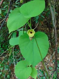 Attēlu rezultāti vaicājumam “Aristolochia durior flower”