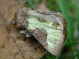 Attēlu rezultāti vaicājumam “Diachrysia tutti”