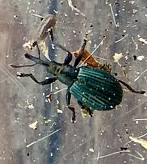 Attēlu rezultāti vaicājumam “Apion sp.”