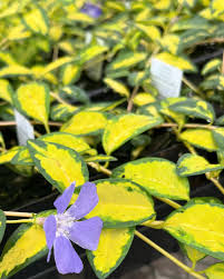 Attēlu rezultāti vaicājumam “Vinca minor leaf”