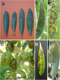 Attēlu rezultāti vaicājumam “Oligia sp.”