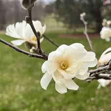 Attēlu rezultāti vaicājumam “Magnolia x loebneri flower”