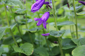 Attēlu rezultāti vaicājumam “Campanula latifolia leaf”