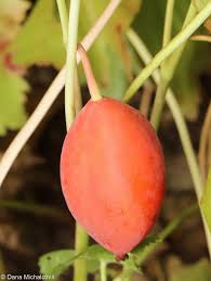 Attēlu rezultāti vaicājumam “Podophyllum hexandrum fruit”