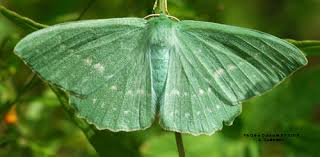 Attēlu rezultāti vaicājumam “Geometra papilionaria”