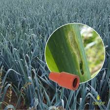 Attēlu rezultāti vaicājumam “Acrolepiopsis assectella”