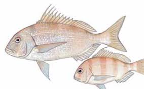 Image result for Polysteganus undulosus