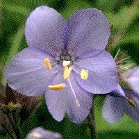 Attēlu rezultāti vaicājumam “Polemoniaceae”