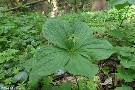 Attēlu rezultāti vaicājumam “Paris quadrifolia leaf”