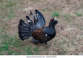 Attēlu rezultāti vaicājumam “Tetrao urogallus male”