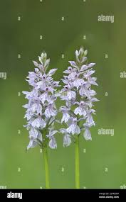Attēlu rezultāti vaicājumam “Dactylorhiza russowii flower”