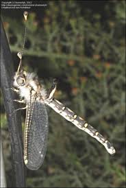 Attēlu rezultāti vaicājumam “Lycogala convexum macro”