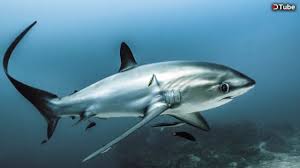 Image result for Alopias pelagicus