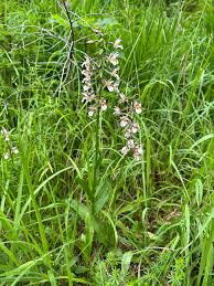 Attēlu rezultāti vaicājumam “Epipactis palustris”
