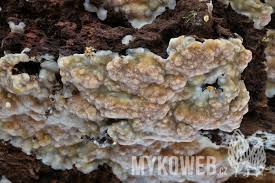 Attēlu rezultāti vaicājumam “Rigidoporus crocatus”