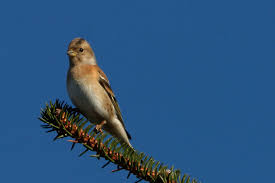 Attēlu rezultāti vaicājumam “Fringilla montifringilla female”