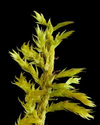 Attēlu rezultāti vaicājumam “Callicladium haldanianum”