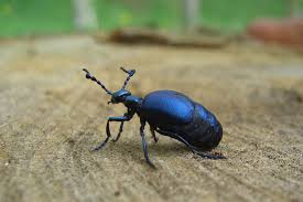 Attēlu rezultāti vaicājumam “Meloe sp.”