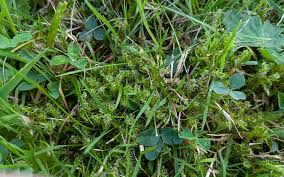 Attēlu rezultāti vaicājumam “Rhytidiadelphus”