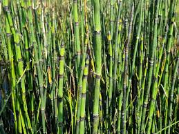 Attēlu rezultāti vaicājumam “Equisetum hyemale”