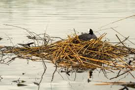 Attēlu rezultāti vaicājumam “Fulica atra nest”