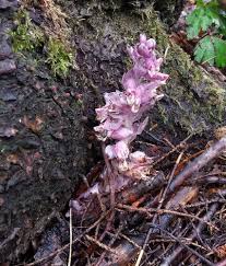 Attēlu rezultāti vaicājumam “Lathraea squamaria bud”