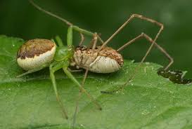 Attēlu rezultāti vaicājumam “Diaea dorsata”