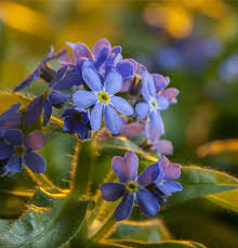 Image result for Vergissmeinnicht