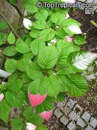 Attēlu rezultāti vaicājumam “Actinidia kolomikta”