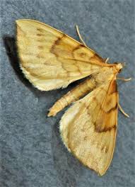 Attēlu rezultāti vaicājumam “Eulithis pyraliata”