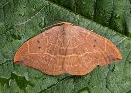 Attēlu rezultāti vaicājumam “Watsonalla binaria”