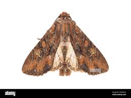 Attēlu rezultāti vaicājumam “Mniotype satura”