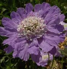 Image result for scabiosa caucasica