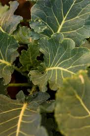 Attēlu rezultāti vaicājumam “Lactuca tatarica leaf”