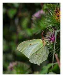 Attēlu rezultāti vaicājumam “Gonepteryx rhamni male”