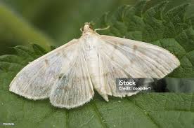 Attēlu rezultāti vaicājumam “Pleuroptya ruralis”