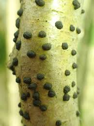 Attēlu rezultāti vaicājumam “Hypoxylon fuscum”