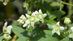 Attēlu rezultāti vaicājumam “Bryonia alba flower”