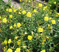 Image result for Oenothera biennis