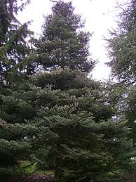 Attēlu rezultāti vaicājumam “Abies koreana”