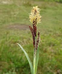 Attēlu rezultāti vaicājumam “Carex dioica male flower”