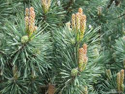 Attēlu rezultāti vaicājumam “Pinus sylvestris var. borussica”